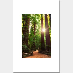 Redwood Forest Posters and Art